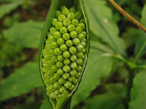 路边常见的野菜野草功效,野草野菜过了春季还能吃吗