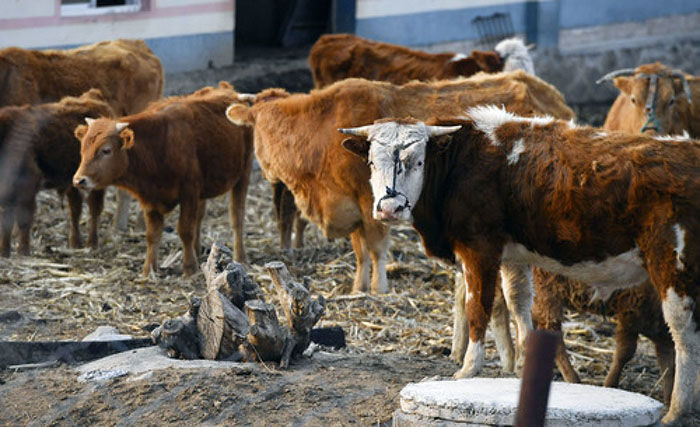 延边黄牛种植前景,延边黄牛品种改良