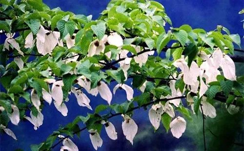 探“植物活化石”，看“白鸽”起舞，四川发布第三期花卉观赏指南