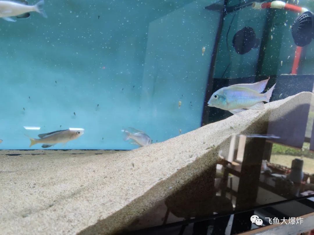 2020慈鲷筑巢大赛~非洲三湖沙雕艺术家的盛宴