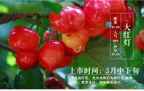 “樱”“唯”有你！五月，让我们相约在铜川的樱桃园