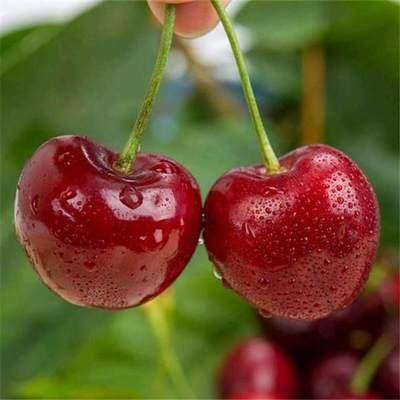 “樱”“唯”有你！五月，让我们相约在铜川的樱桃园