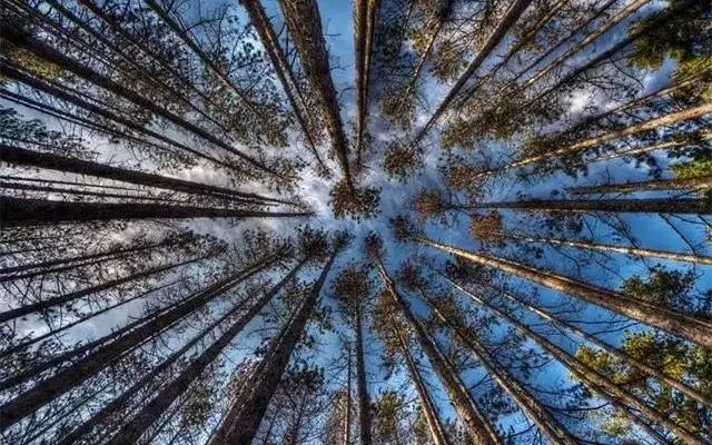 30缸一棵莫斯树造景,莫斯树和丹麦红玫瑰造景