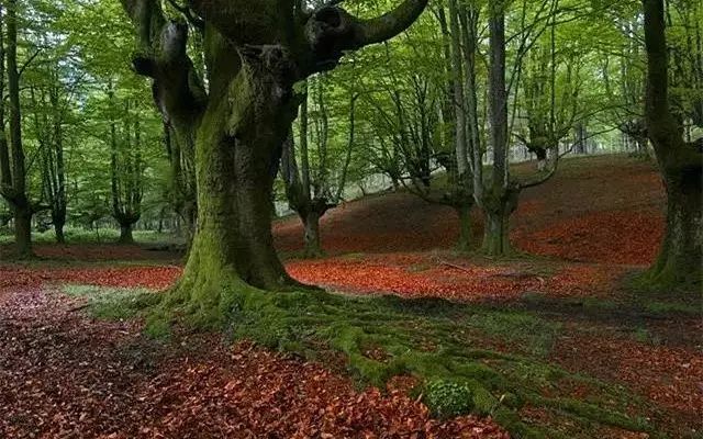 30缸一棵莫斯树造景,莫斯树和丹麦红玫瑰造景