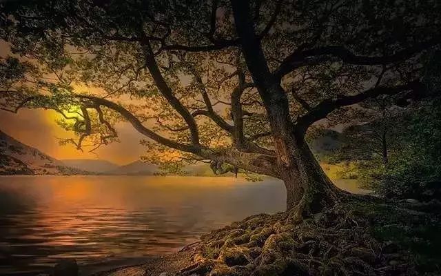 30缸一棵莫斯树造景,莫斯树和丹麦红玫瑰造景