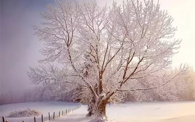 30缸一棵莫斯树造景,莫斯树和丹麦红玫瑰造景