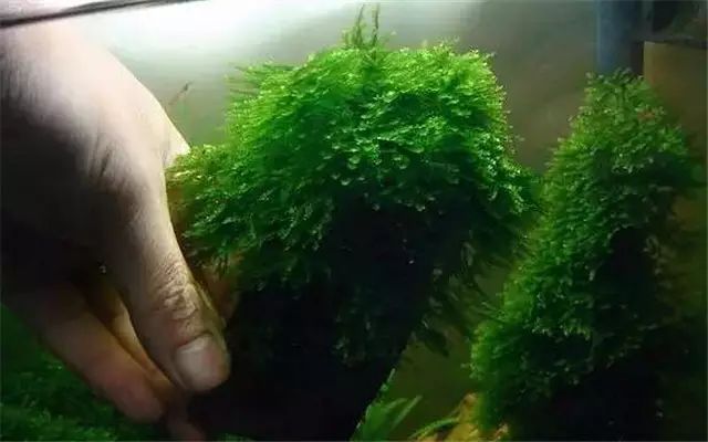 30缸一棵莫斯树造景,莫斯树和丹麦红玫瑰造景