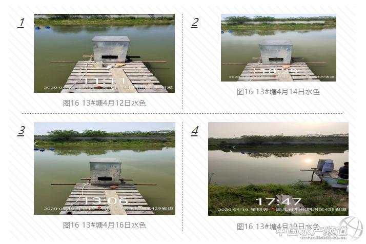 黄颡鱼爆发性死亡,黄颡鱼爆发性死亡怎么治疗