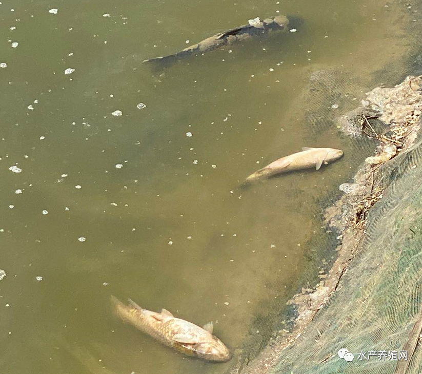 小草鱼价格会上涨吗,小草鱼价格行情最新