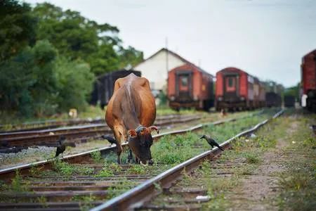 评价印度火车,印度中国绿皮火车