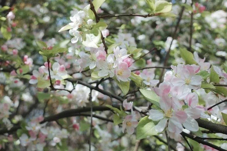 从燕园到家乡丨一种相思，两处*光春**