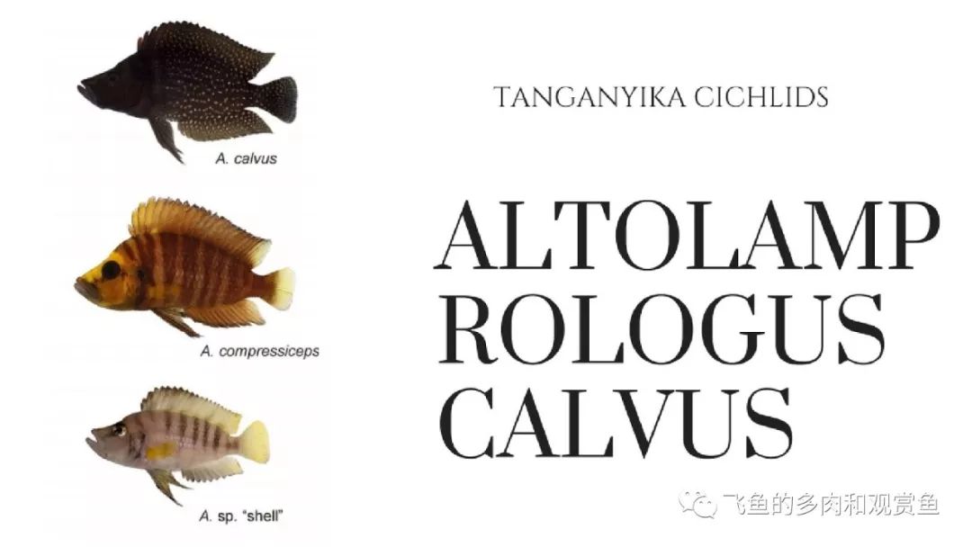 坦干喀伊湖纪录片全集,坦干伊喀湖图片