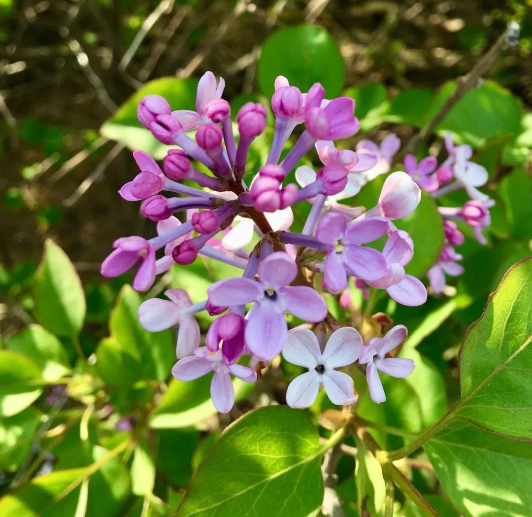 绿道有哪些科普,绿道花卉