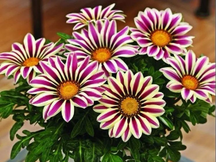 绿道有哪些科普,绿道花卉