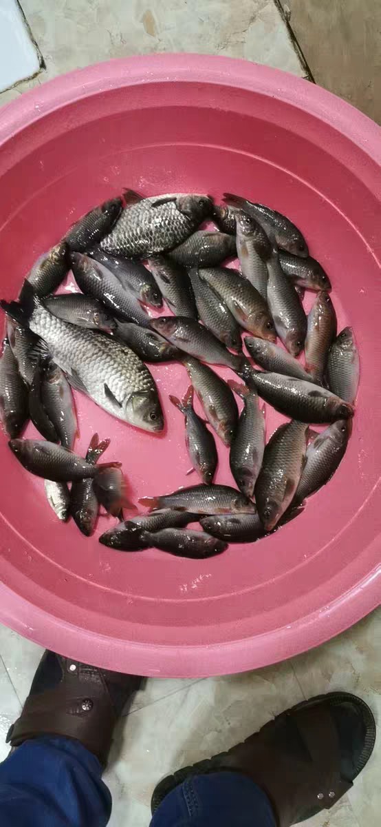 抛竿线组如何选择,抛竿钓鲢鳙怎样抛竿正确视频教程