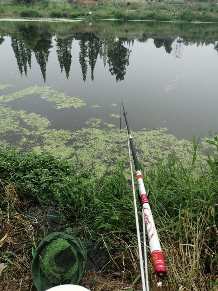 老钓友用什么钓鲫鱼,老钓友钓鱼技巧