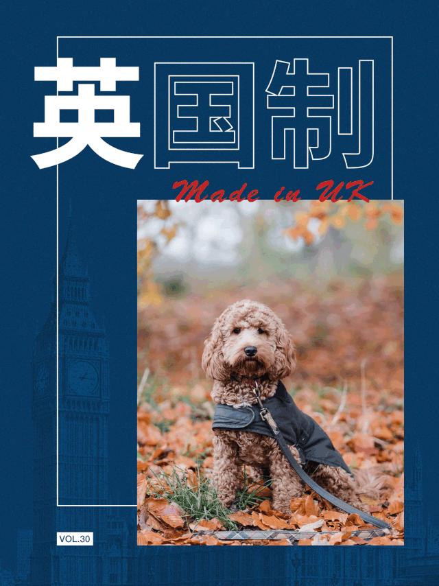 终于找到满眼都是你的狗子了,终于找到同类的哈士奇