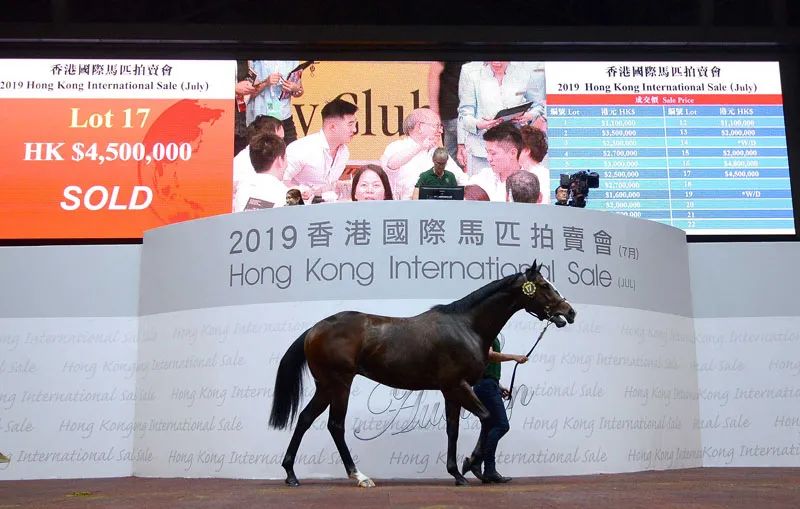 香港马匹拍卖价,香港马匹拍卖现场视频