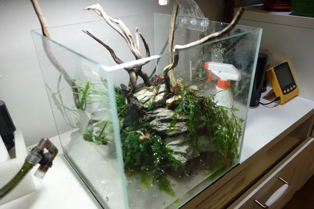 为了宝宝出掉草缸，最后还是耐不住寂寞啊