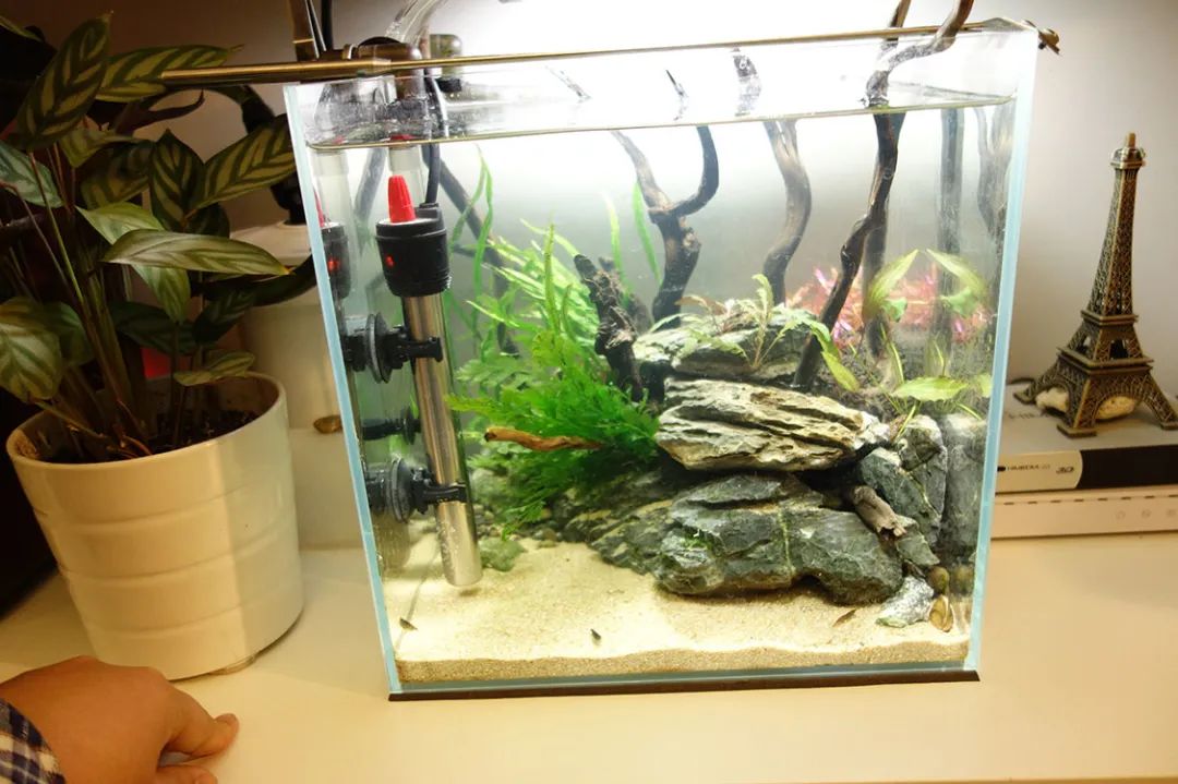 为了宝宝出掉草缸，最后还是耐不住寂寞啊