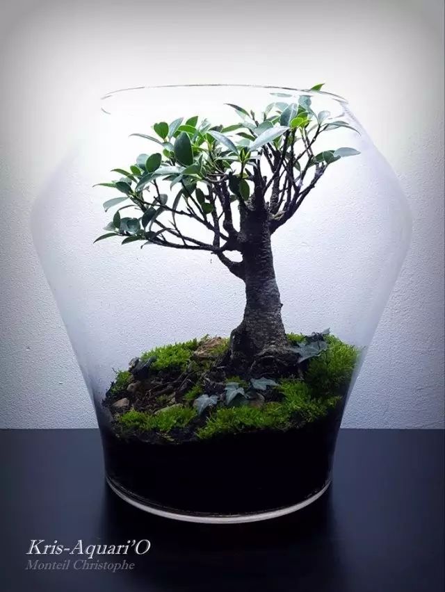 胶囊微景观,胶囊景观