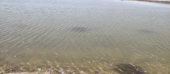 河蟹生态养殖技术与示范推广,河蟹养殖技术最新