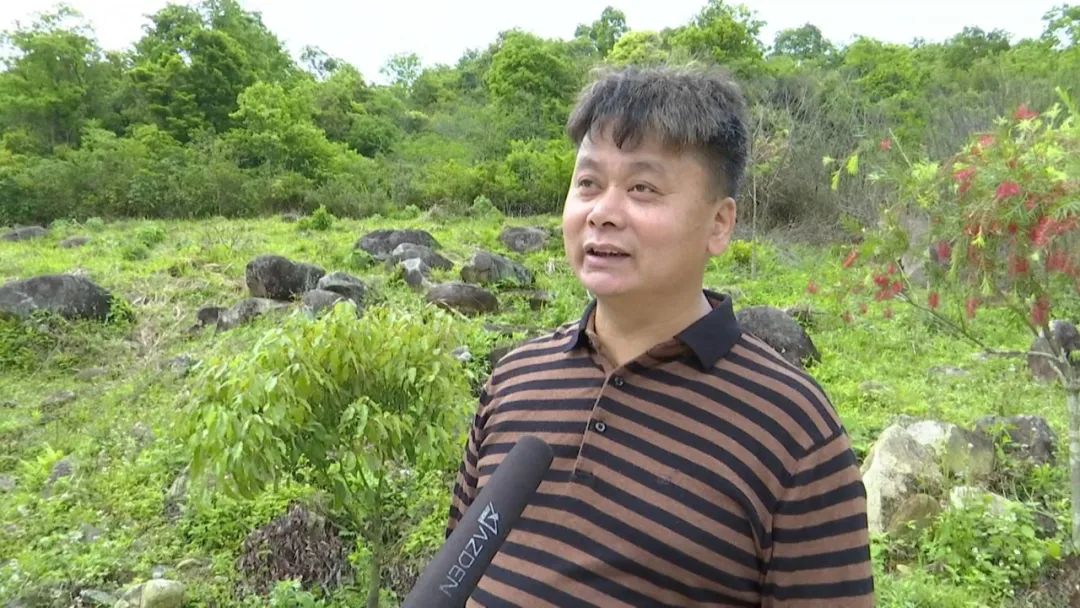 仙人茶每斤多少钱,多祝仙人茶价格