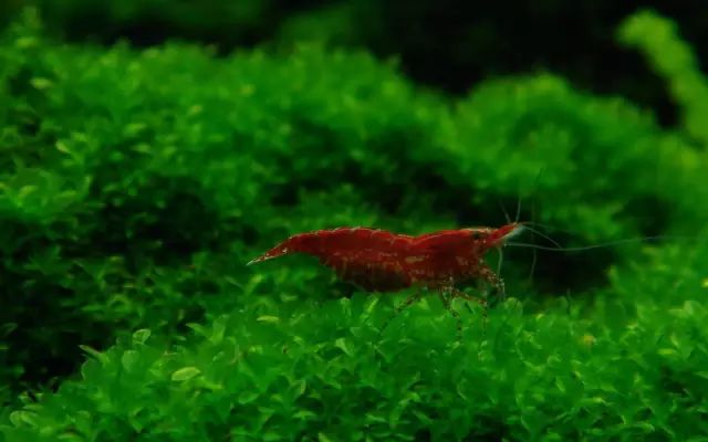 草缸适合养哪些冷水生物,纯绿苔缸适合养什么