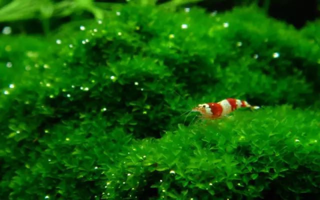 草缸适合养哪些冷水生物,纯绿苔缸适合养什么