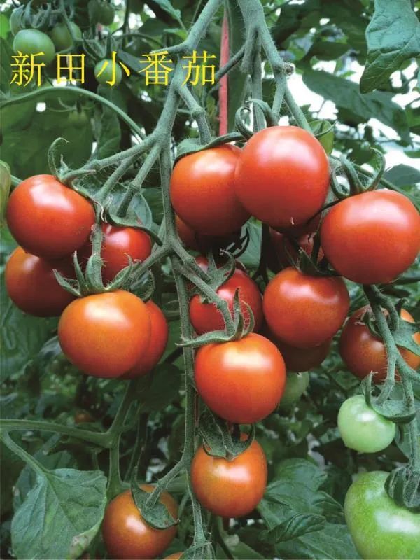 鍥涘ぇ椤剁骇甯﹁揣涓绘挱,鍥涘ぇ涓绘挱甯﹁揣