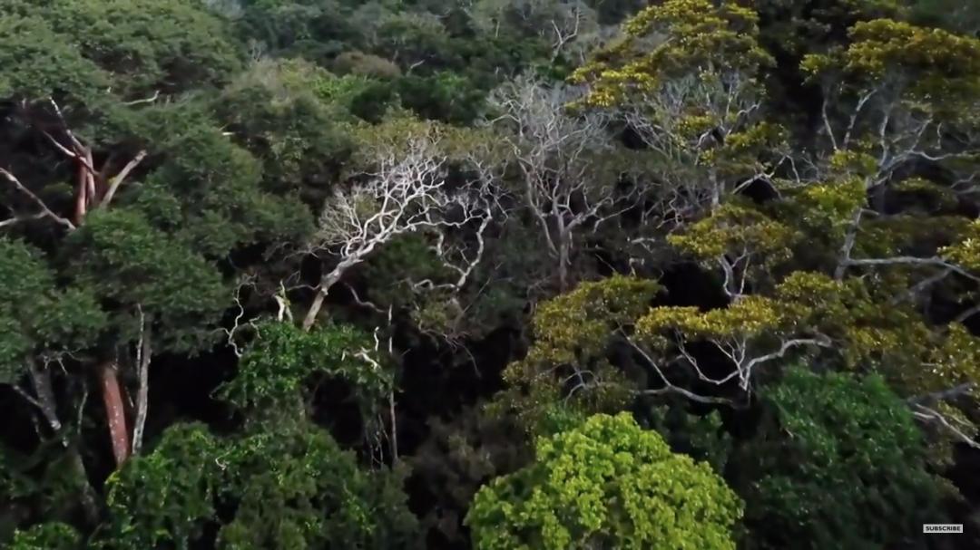 三个月砍掉20个曼哈顿,一年砍掉一个国家,亚马逊已经到了最危急的时候