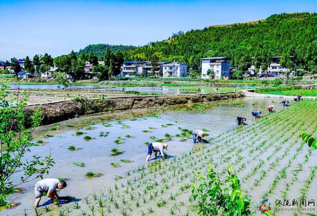 你妈叫你回家插秧了原版,你妈喊你回家插秧的图片