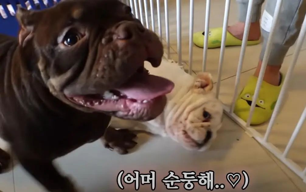 小奶狗怎么越吃越瘦是什么原因,小奶狗太瘦如何快速长胖