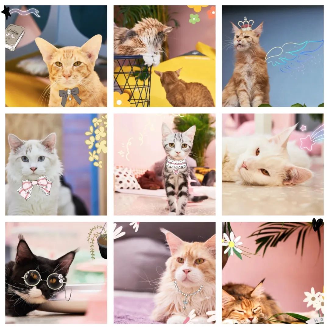 网友吸猫撸狗,吸猫撸狗的地方