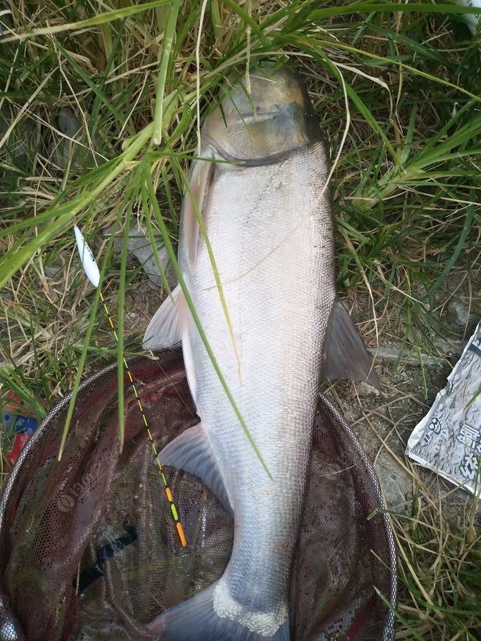 上鱼是什么体验,上鱼必备品榜单是什么意思