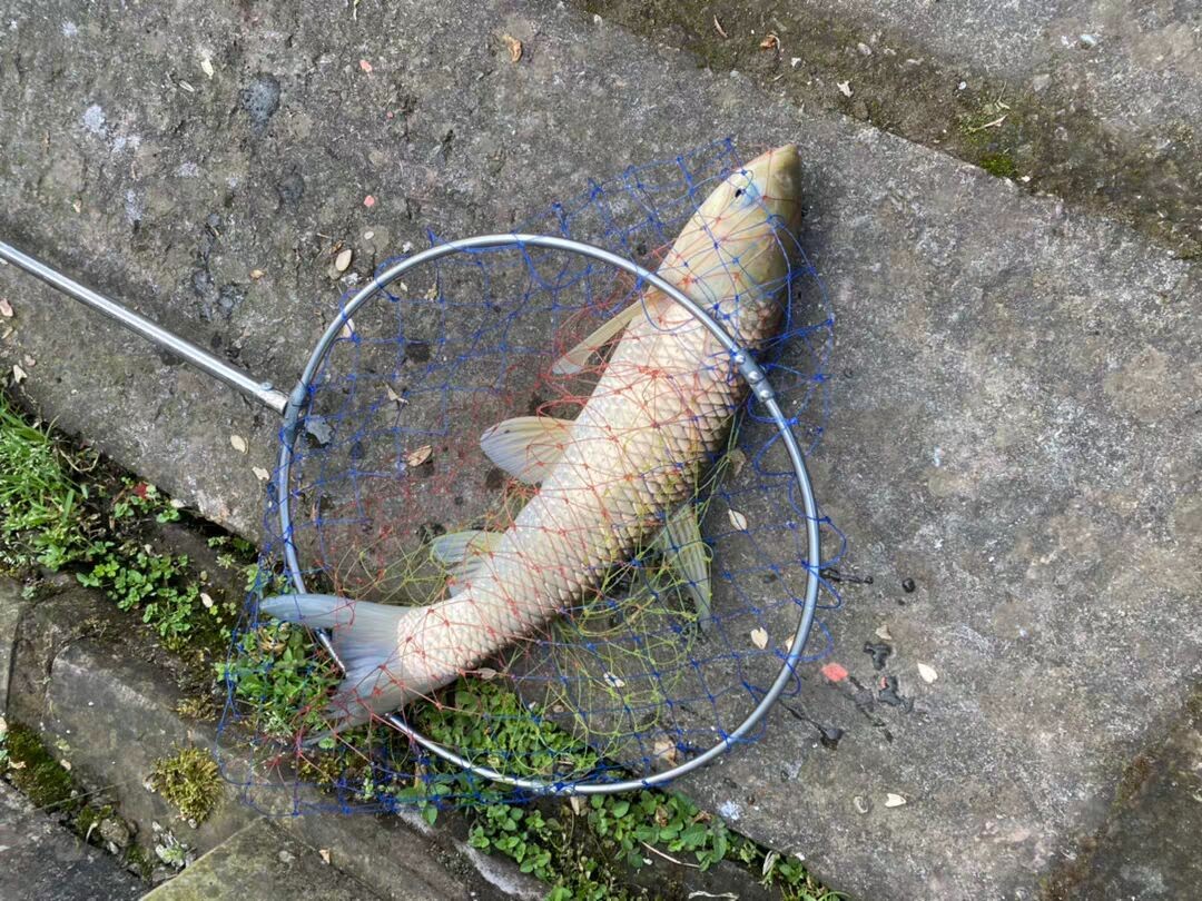 上鱼是什么体验,上鱼必备品榜单是什么意思