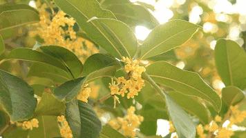 各种各样味道的爆爆珠,日本七星爆珠薄荷味