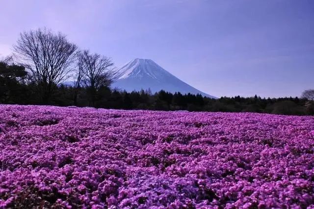 日本人知道的冷知识,你不知道的冷门知识日本