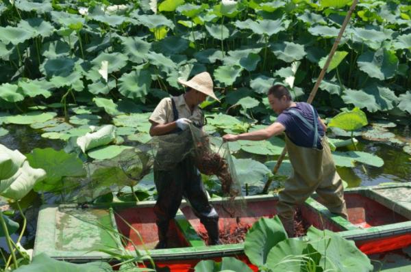 宿迁蝴蝶兰开出“致富花”,江苏宿迁种荷花全村脱贫致富