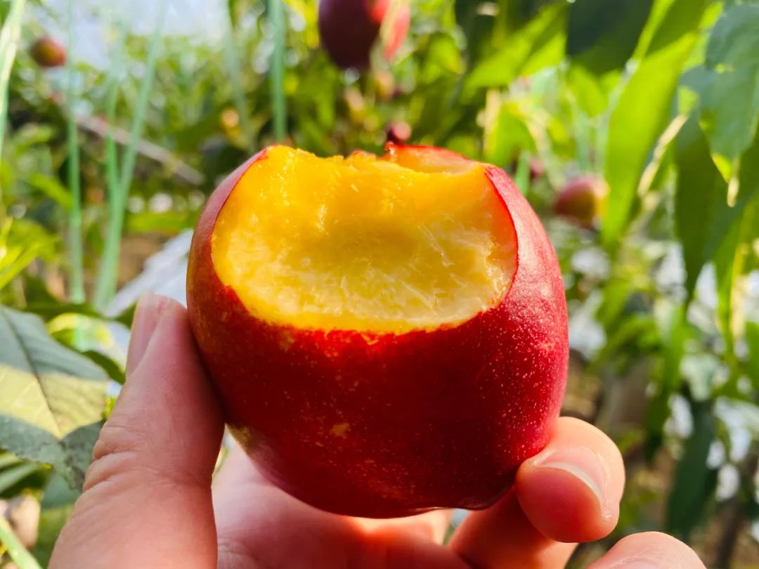 油桃汁水,黄心油桃5斤应季大桃子