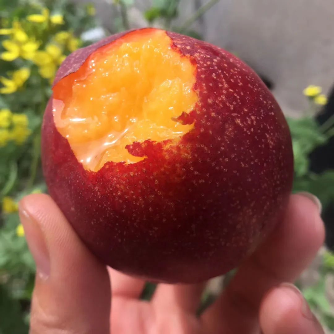 油桃汁水,黄心油桃5斤应季大桃子