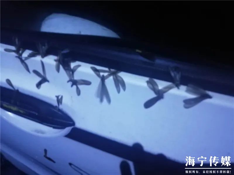 屋里白色小飞虫咬人,家里好多黑色的带壳小飞虫咬人吗