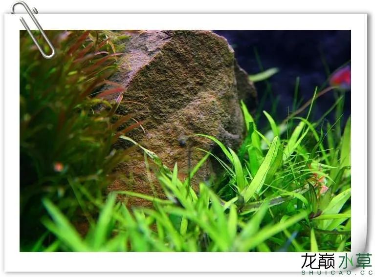 小猴飞狐黑毛藻克星,小猴飞狐和黑虾哪个好用