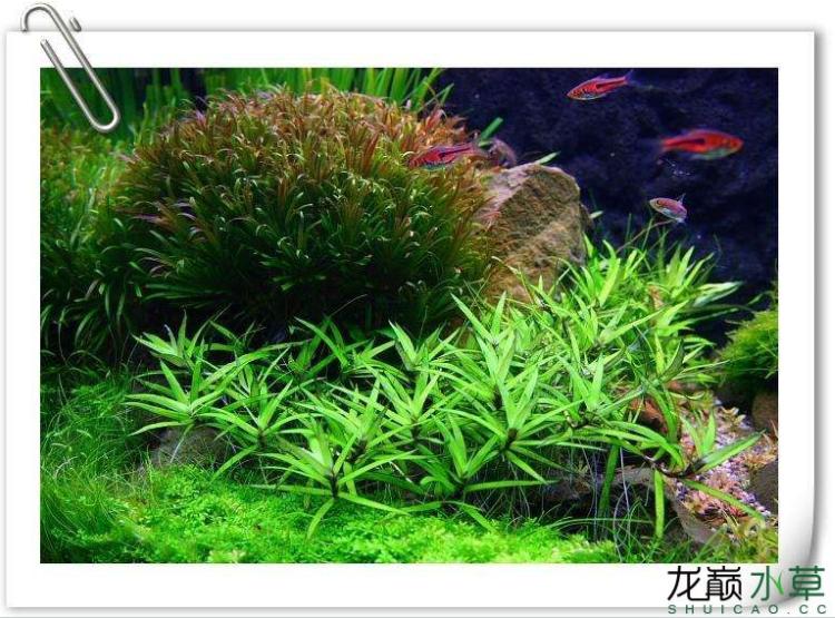 小猴飞狐黑毛藻克星,小猴飞狐和黑虾哪个好用