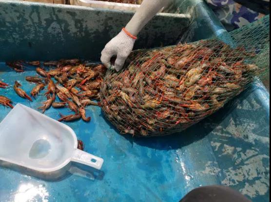 小龙虾困境解决方法,最新小龙虾养殖新模式