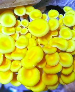 榆黄蘑立体种植,藜麦紫苏