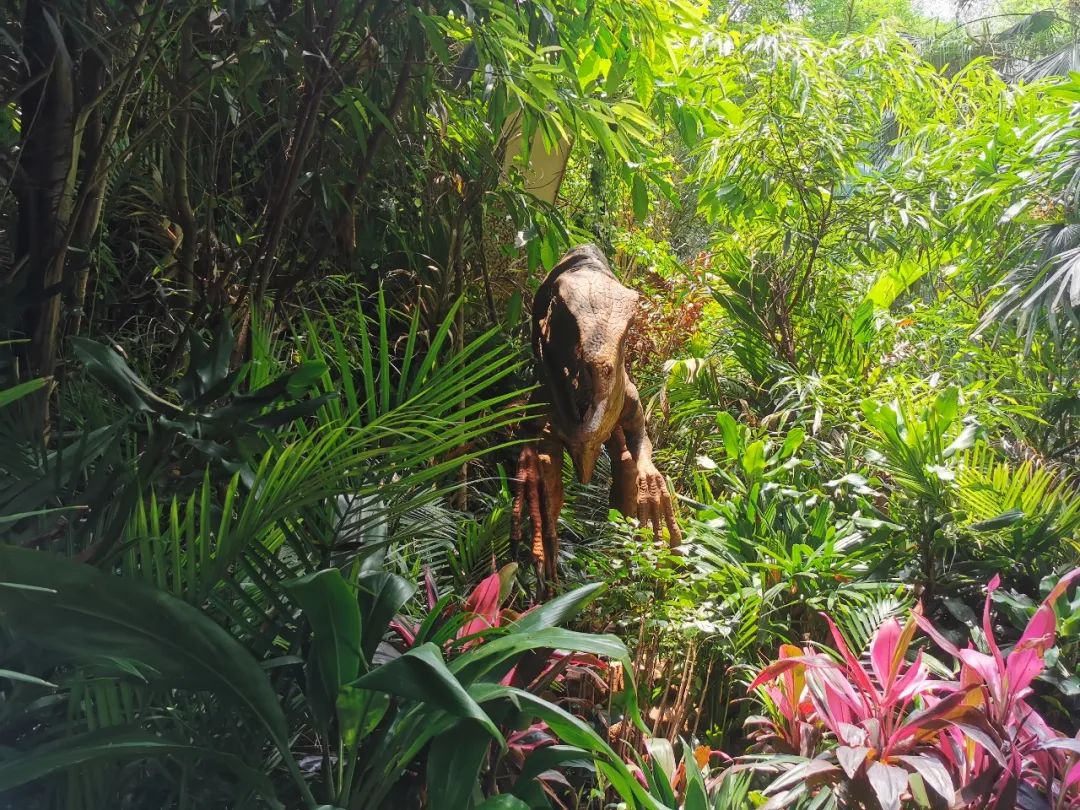 最新广州长隆野生动物园南门攻略,广州长隆动物园的白虎简介