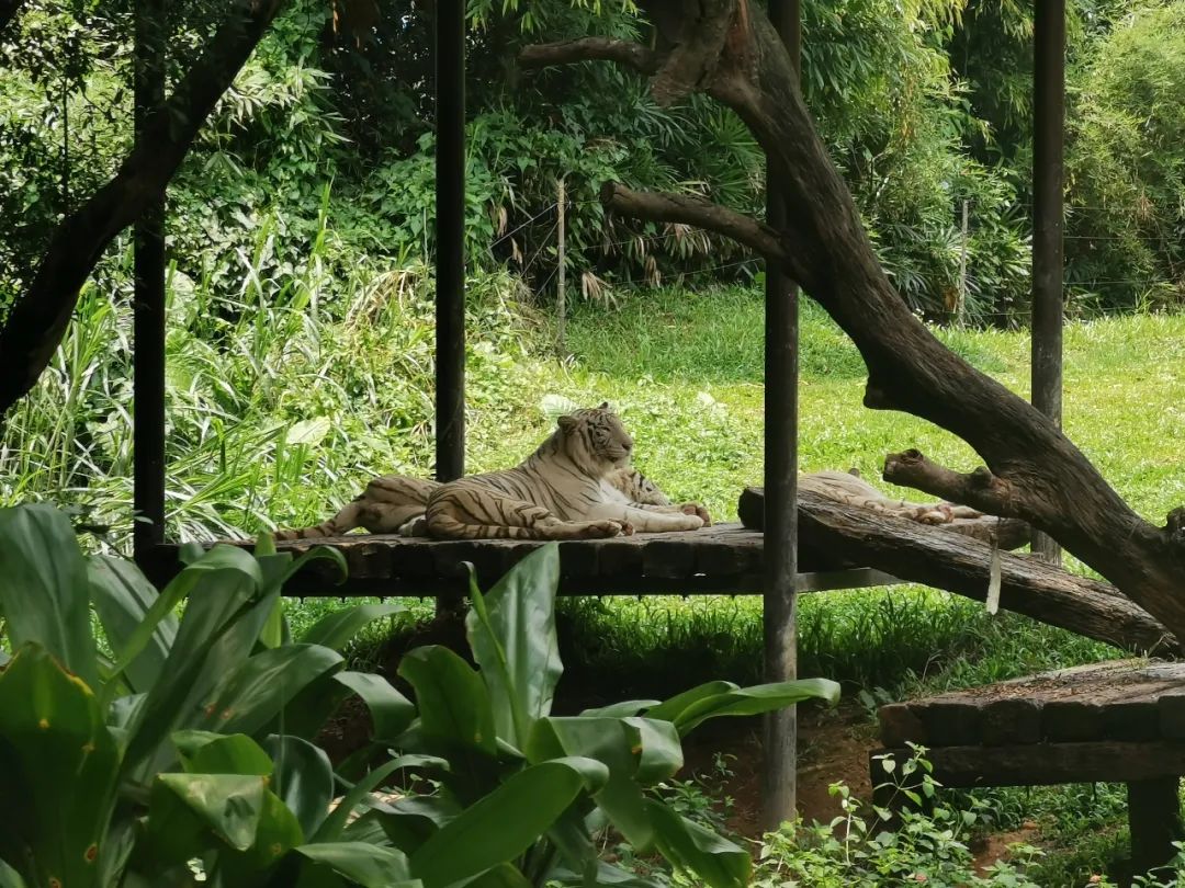 最新广州长隆野生动物园南门攻略,广州长隆动物园的白虎简介