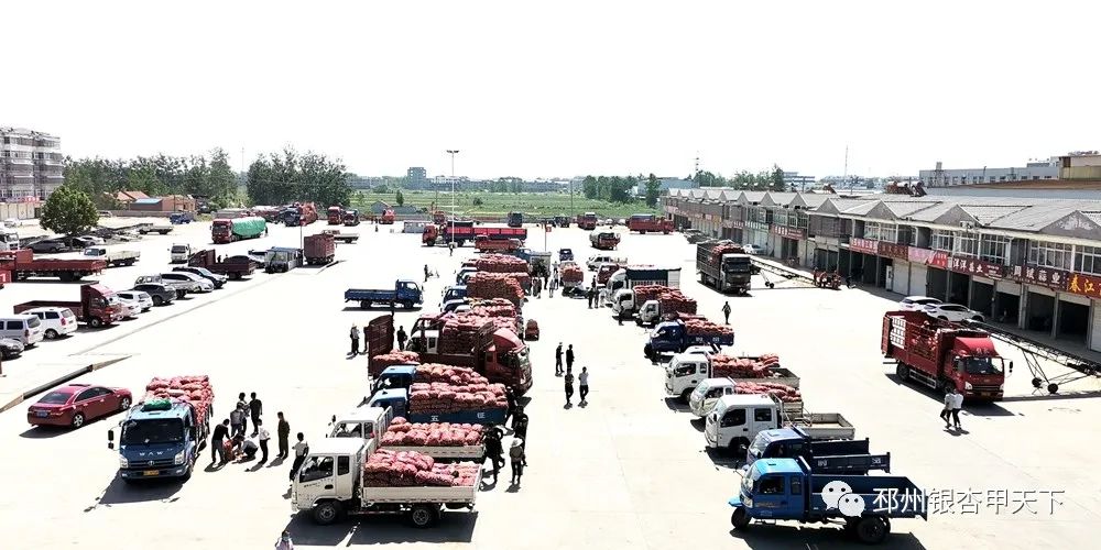 大蒜收获季!邳州强化服务助农解忧