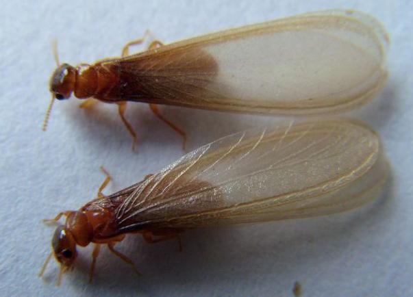 白蚁怎样预防进入木屋,白蚁怎么处理最好的方法